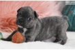 Black , White ,Fawn French bulldog Puppies